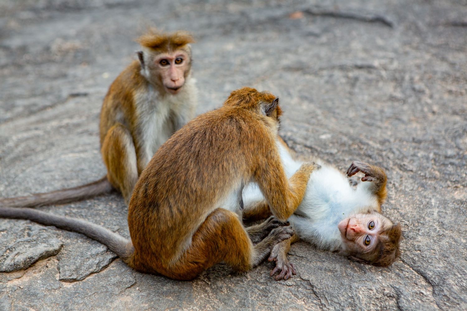 Monkey 101