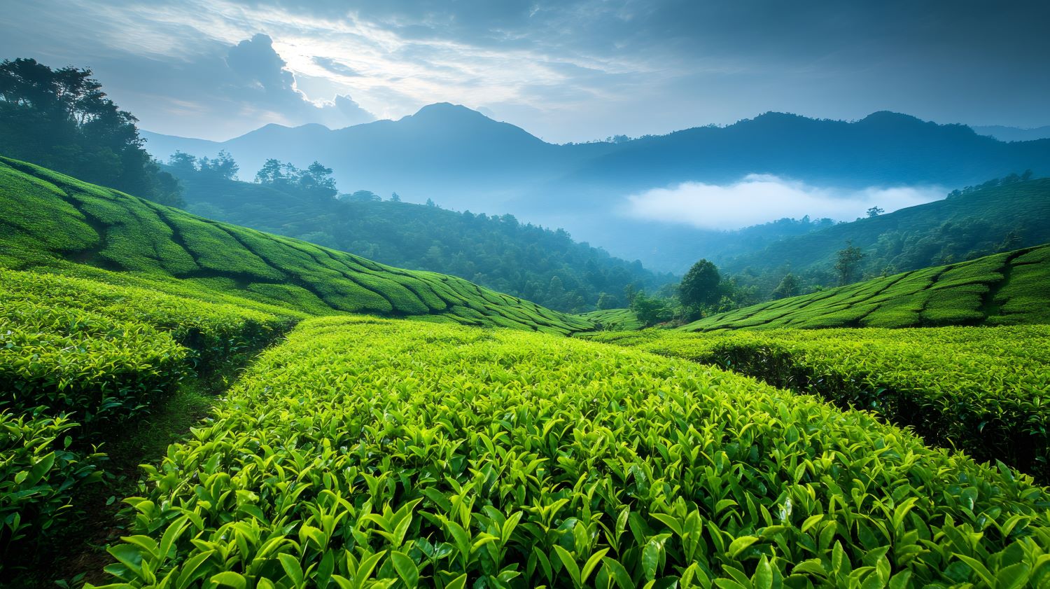 Tea Paln 104