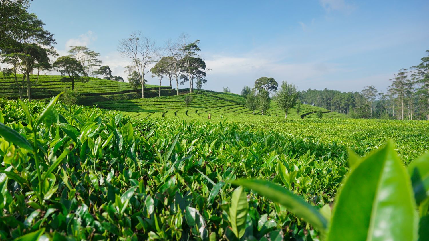 Tea Paln 106