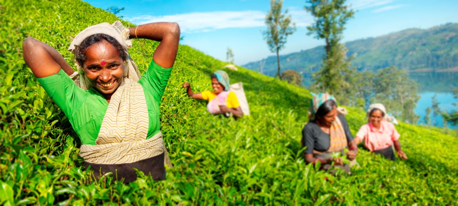 Tea Paln 113