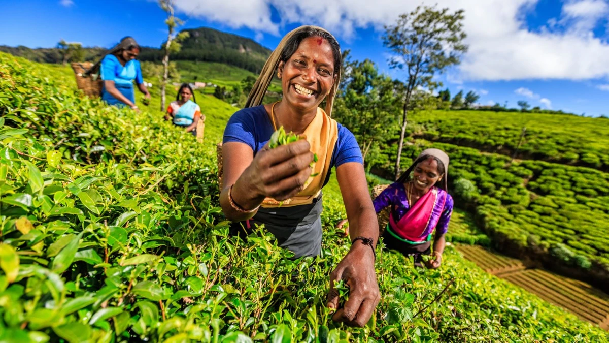 Tea Plantation 1