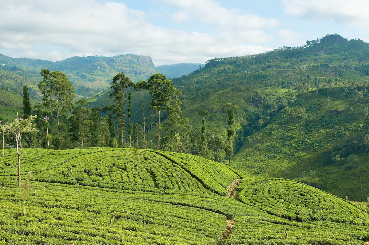 Tea Plantation 2