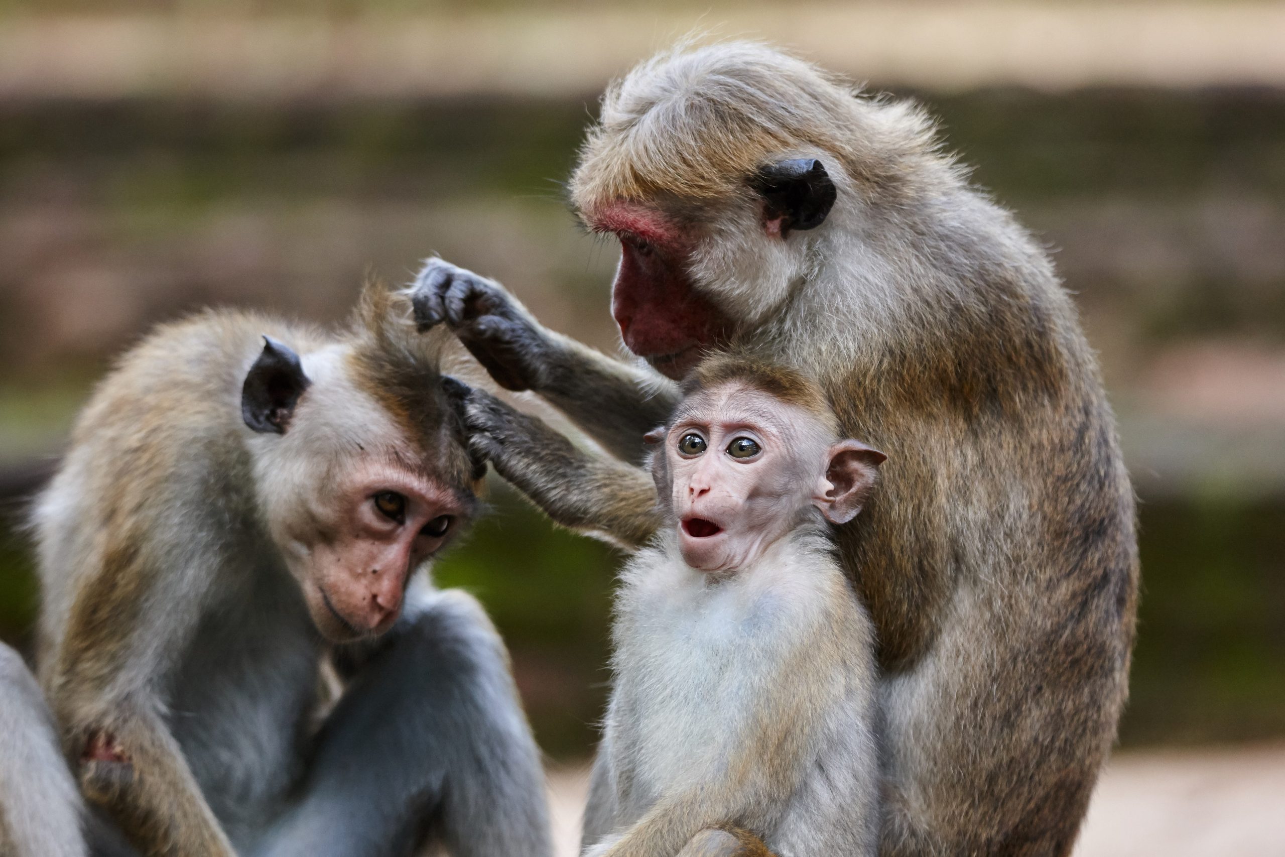 Monkey 1