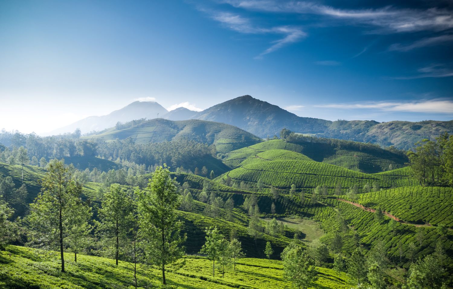 Tea Paln 110