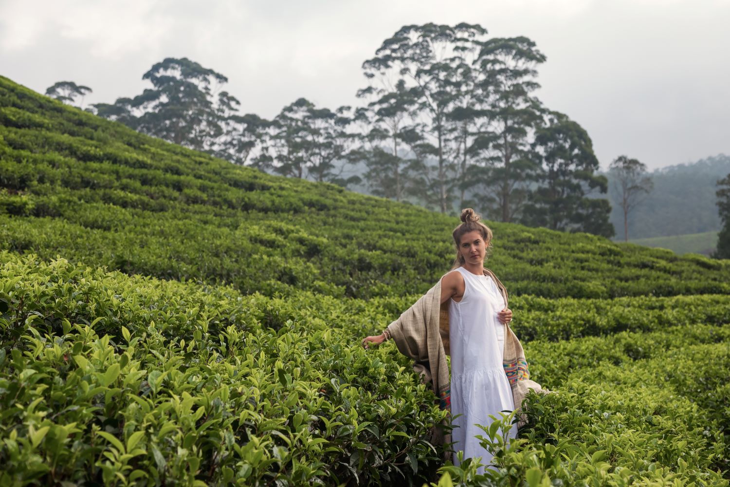 Tea Paln 111