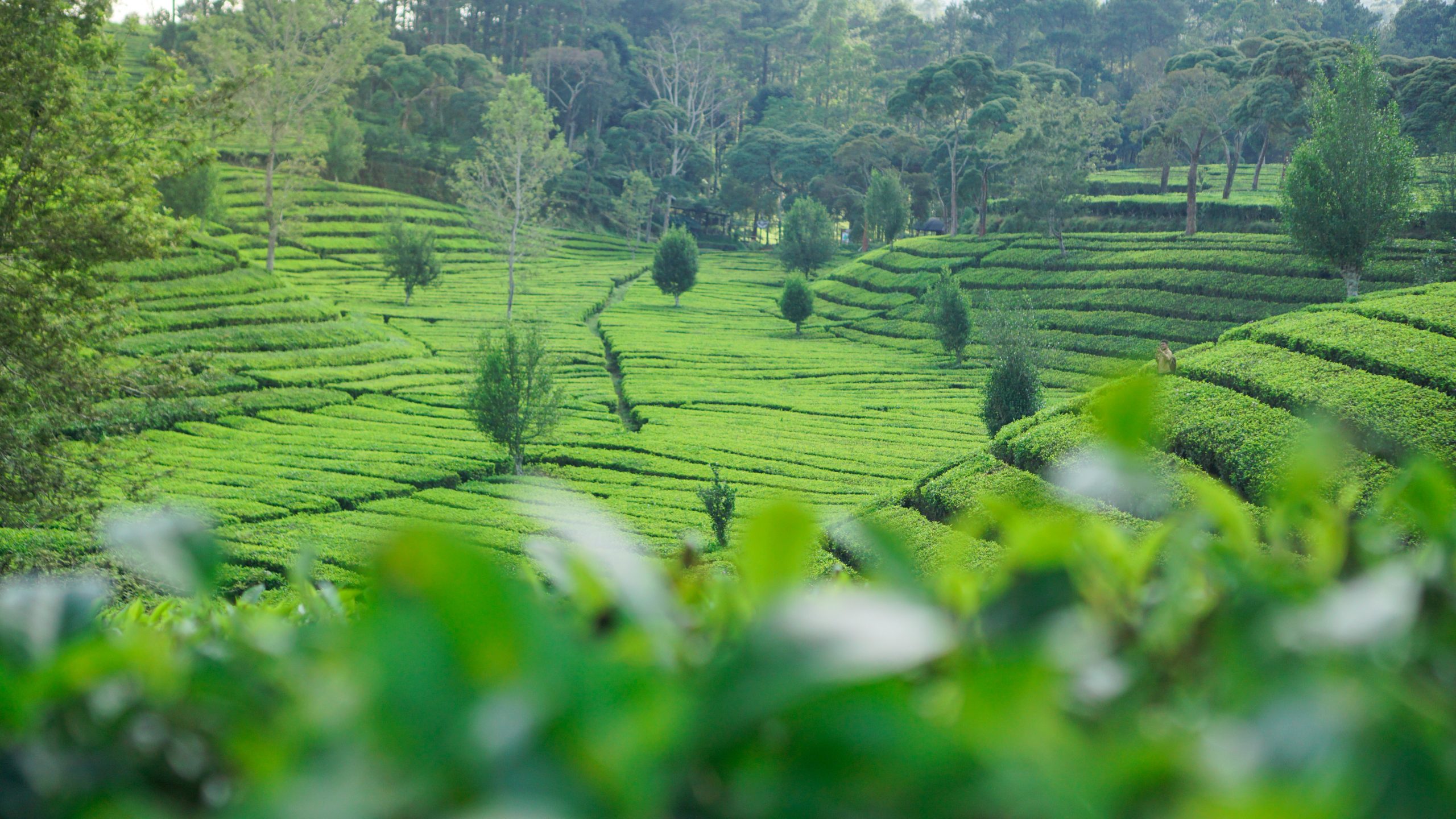 Sukawana tea garden is a beautiful green landscape located in West Bandung, West Java.