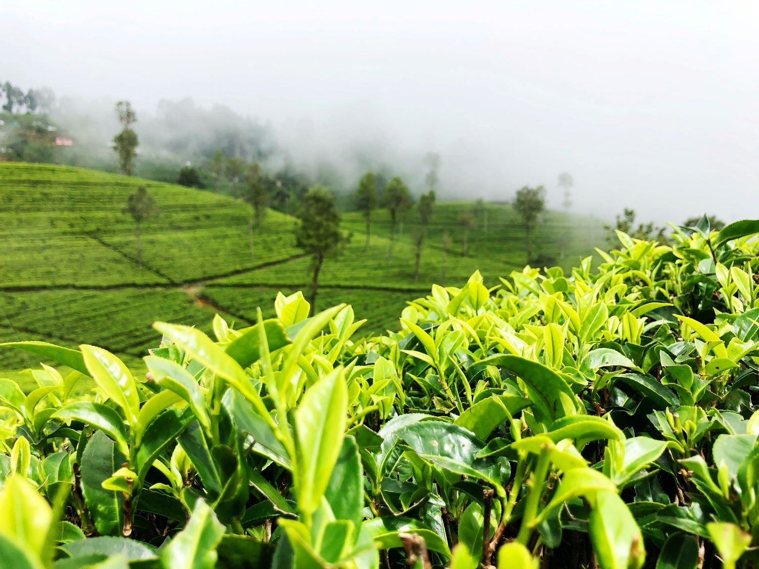 Tea Plantation 001 A