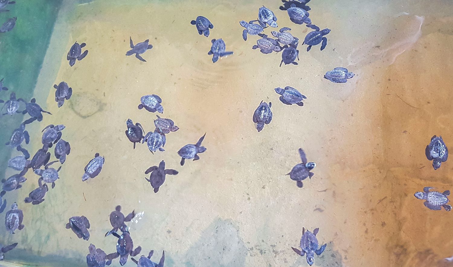 Turtle 101