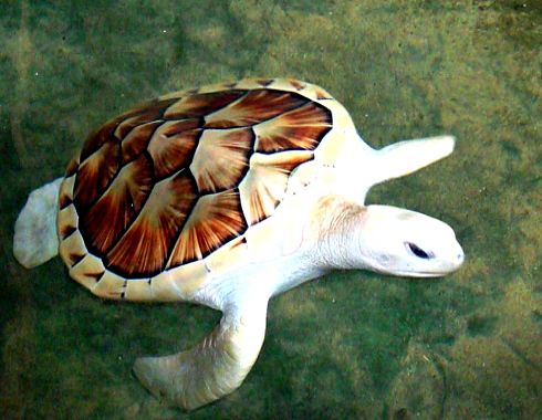 Turtle 4
