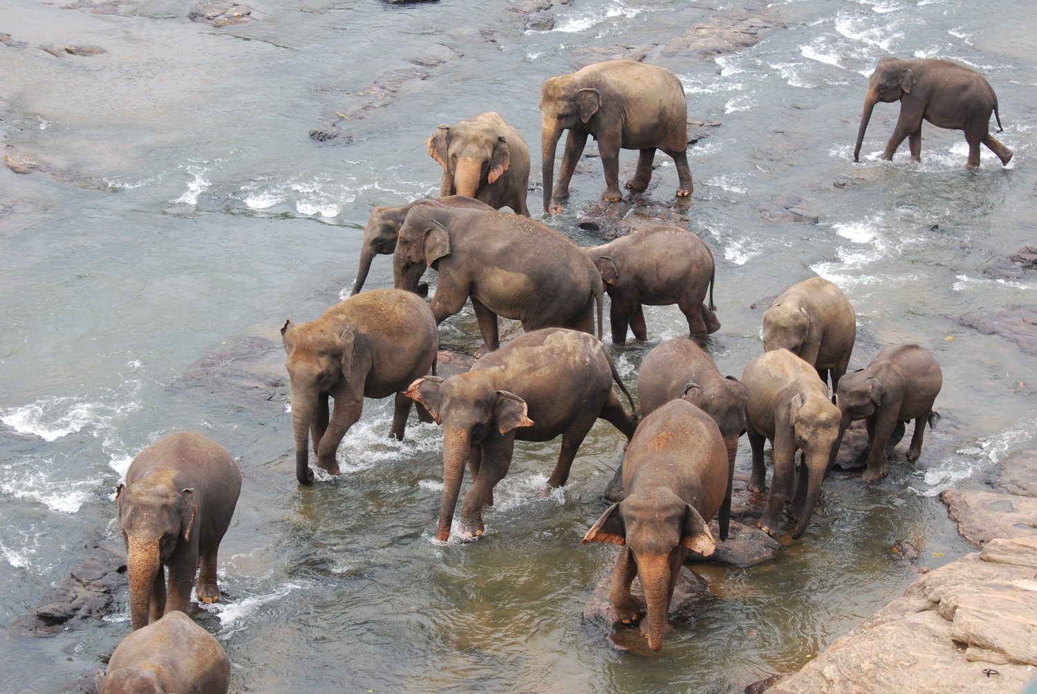Elephant Orphange 2