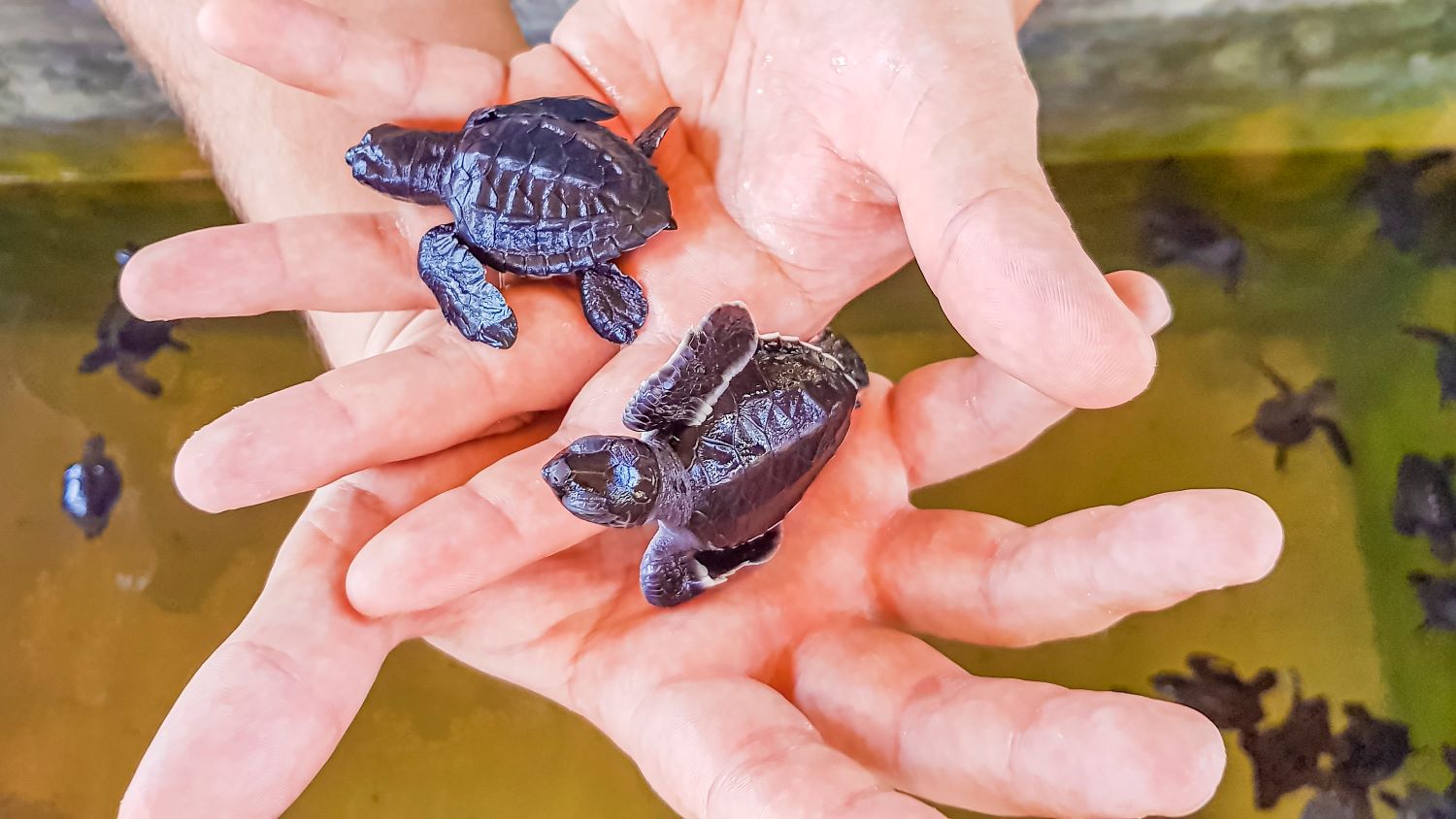 Turtle 102