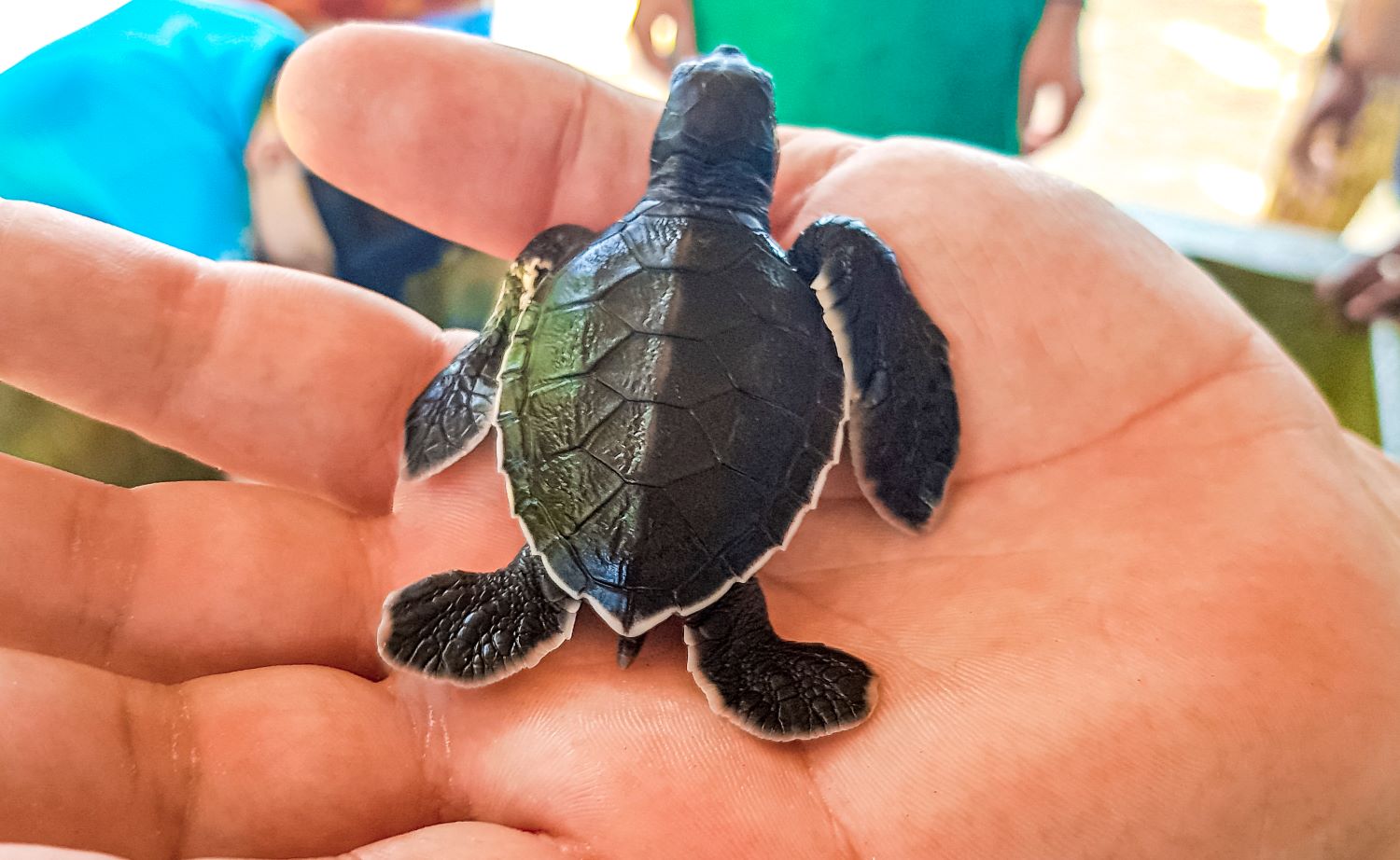 Turtle 103