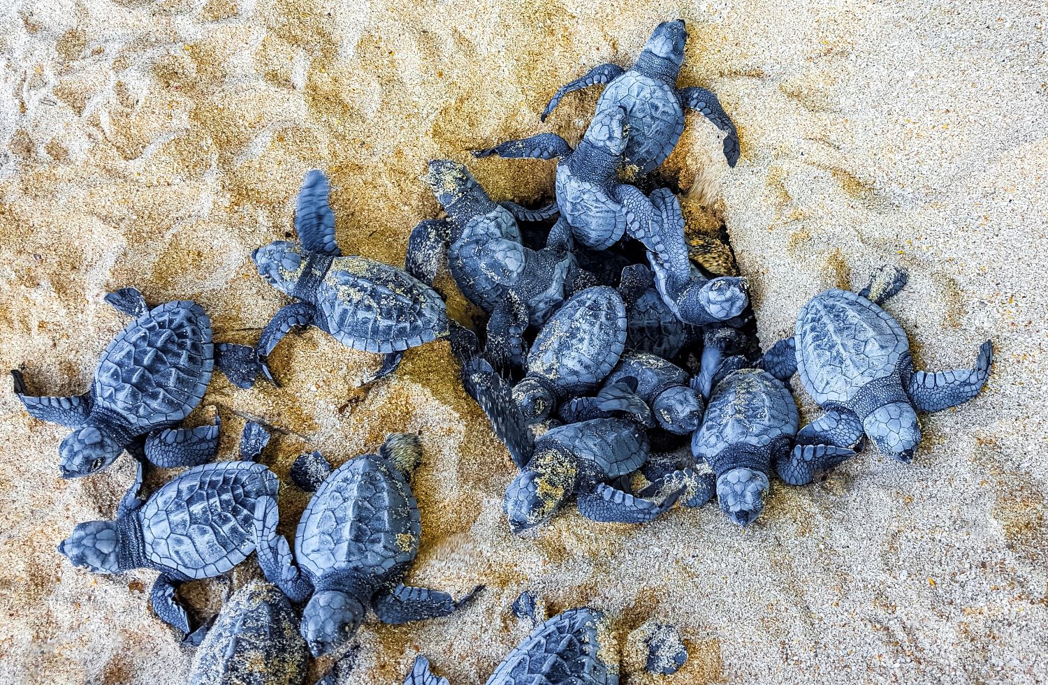 Turtle 104