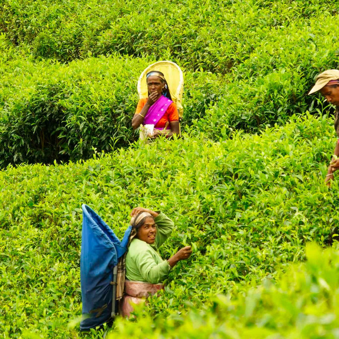 Tea Plan Gi 2