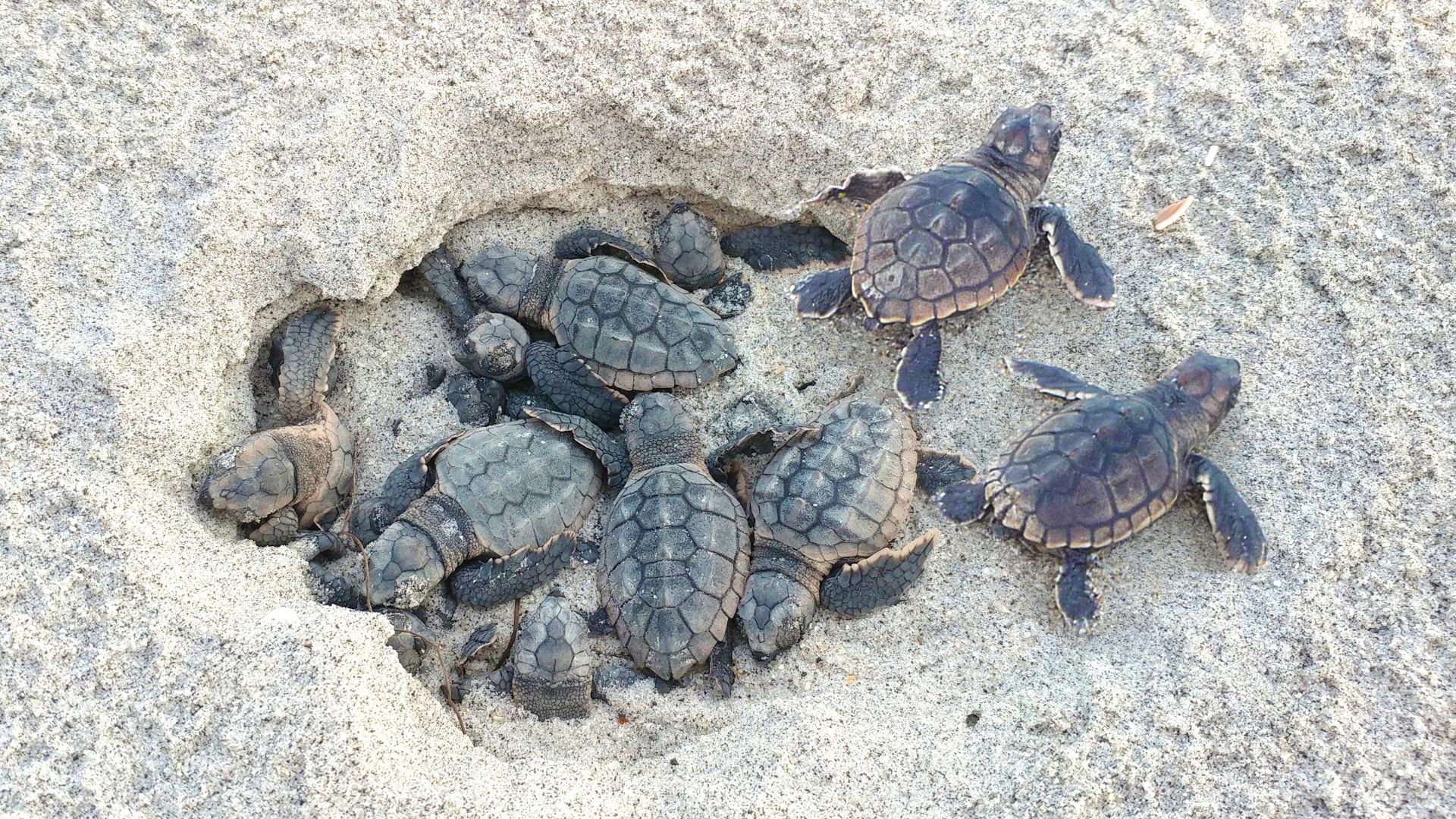 Turtle 2