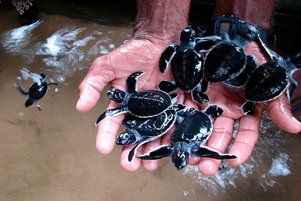 Turtle 3