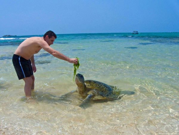 Turtle 45
